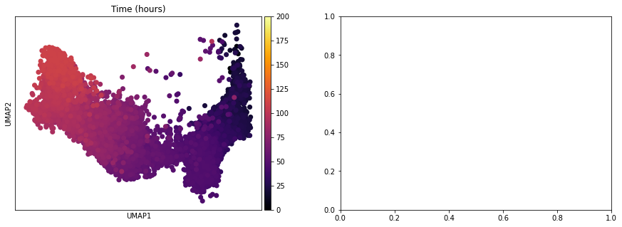 ../../_images/notebooks_publication_figures_cell2fate_HumanDevelopingBrain_24_0.png